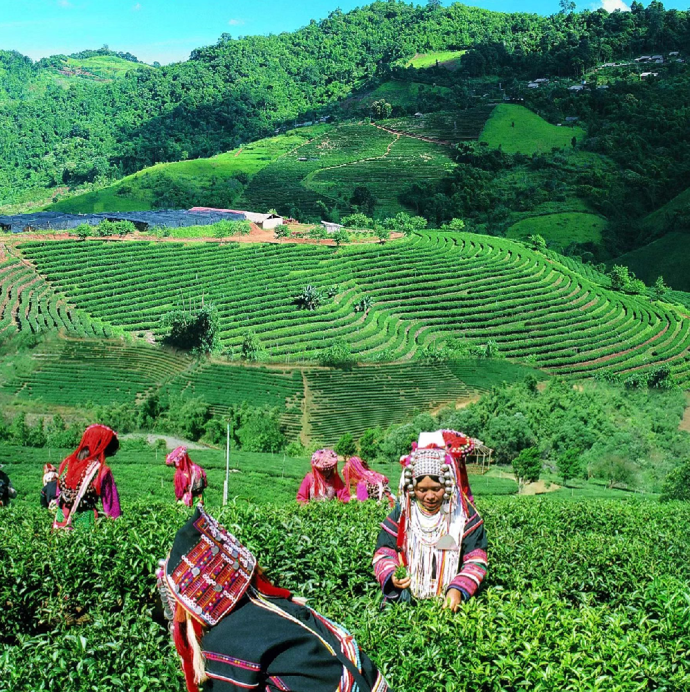 增福茗茶参加东盟博览会已达16年，重启有机茶叶生产